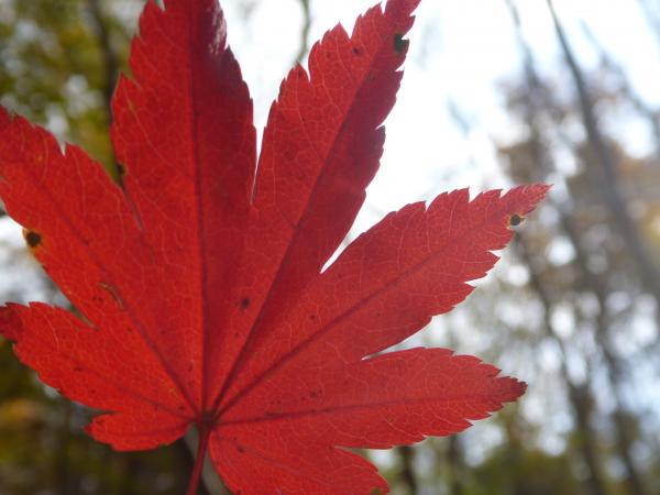 いい感じに色付いてました