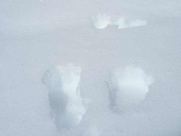 深雪だとウサギも目いっぱい指を広げて潜らないようにするんですね。
