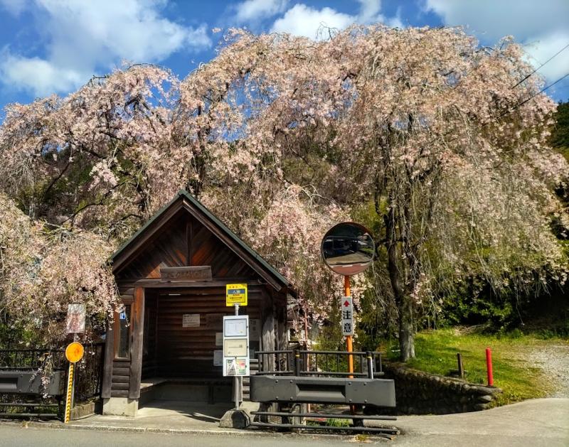 浅間嶺の登山口のひとつ、人里バス停の枝垂桜