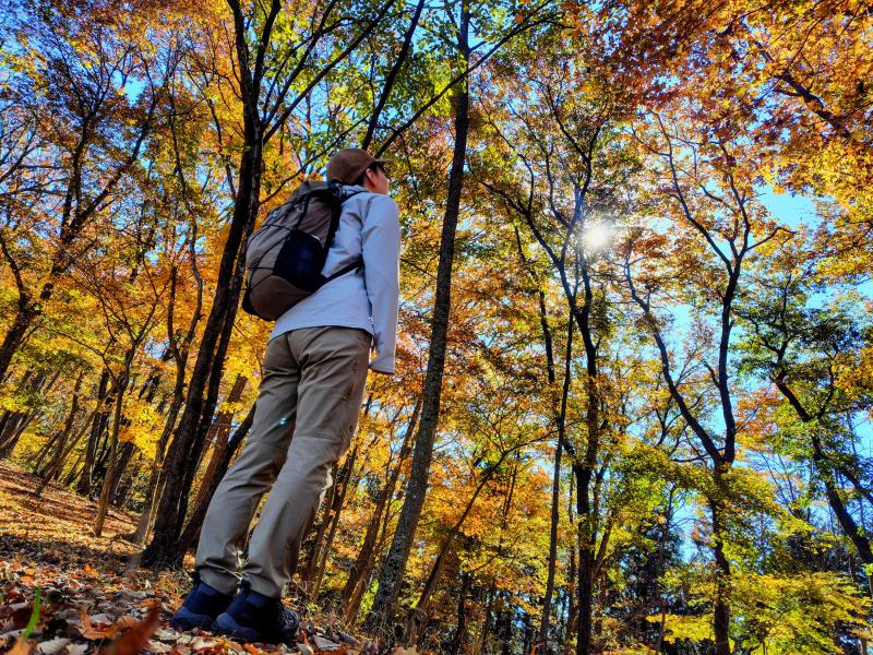 黄色、朱色、緑色、青空