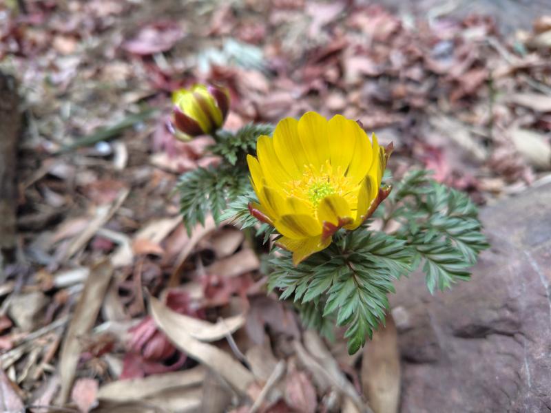 今年も早い、子ノ権現の福寿草