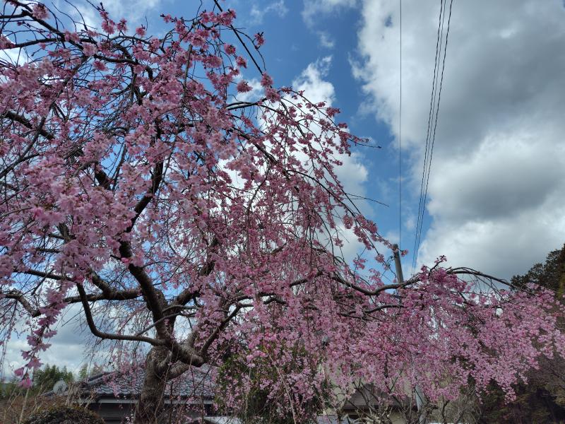 春に桜は、外せない！