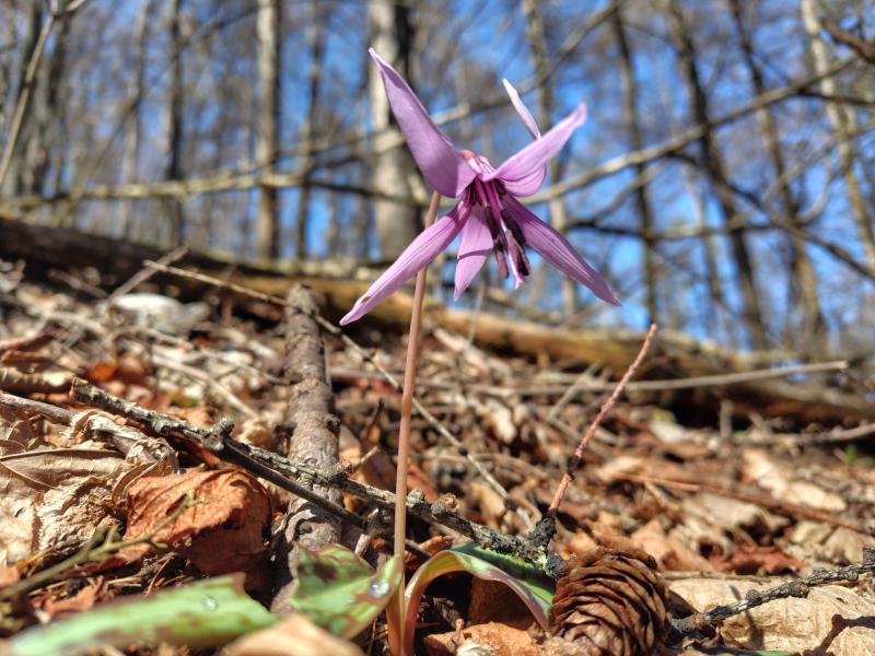 スプリングエフェメラル